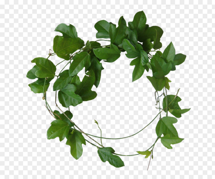 Shaped Leaves PNG