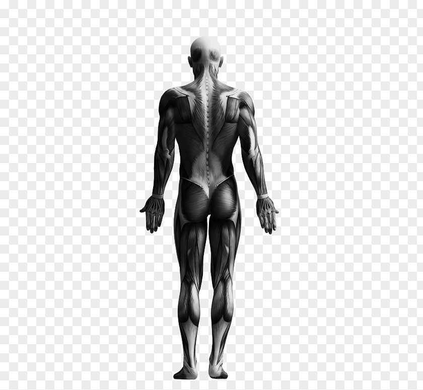 Walk Way The Skeletal System Human Skeleton Knochen Und Muskeln Muscle PNG