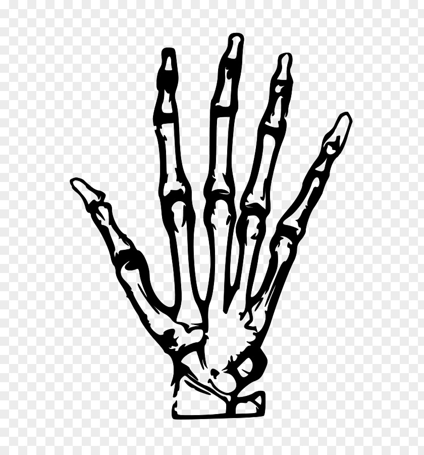 Xray Clipart Human Skeleton Hand Clip Art PNG