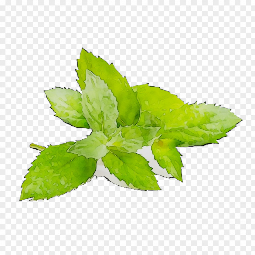 Leaf Herbalism PNG