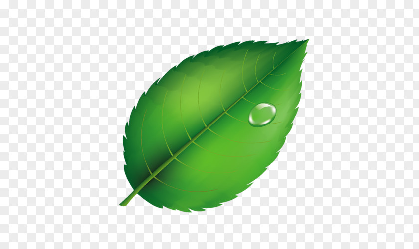 Leaf Image Dew Design PNG