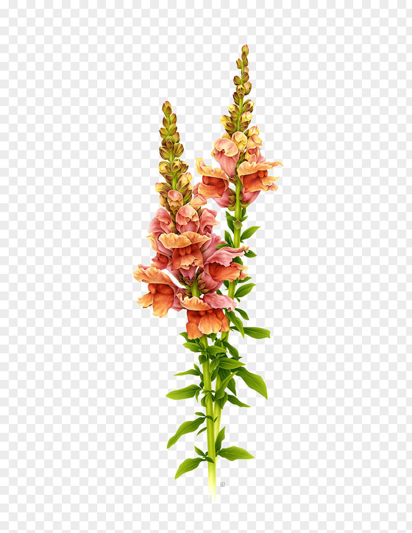 Plant Antirrhinum Majus Botanical Illustration Flower Drawing PNG