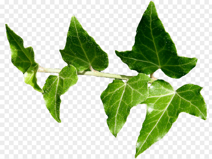 Plant Ivy Leaf PNG