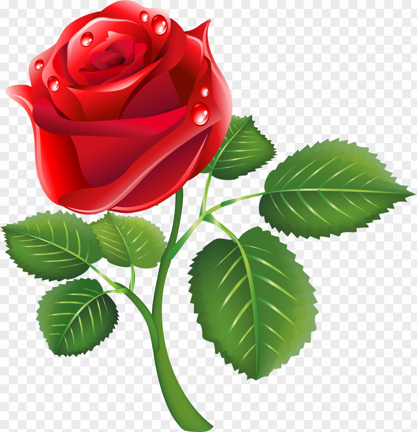 Rose Red Image Garden Roses Clip Art Flower PNG