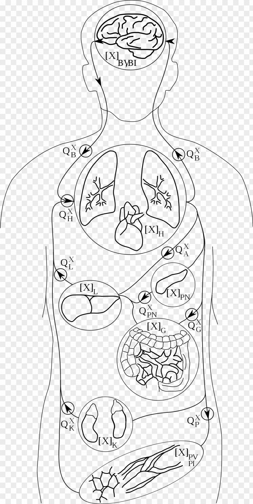 Adipose Tissue Line Art Finger Drawing /m/02csf PNG