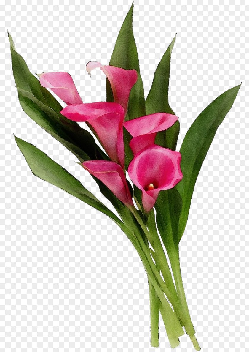 Anthurium Tulip Artificial Flower PNG