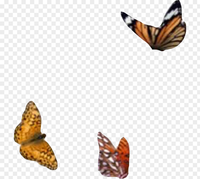 Picsart Illustration Monarch Butterfly Mood Board Image Adobe Photoshop PNG