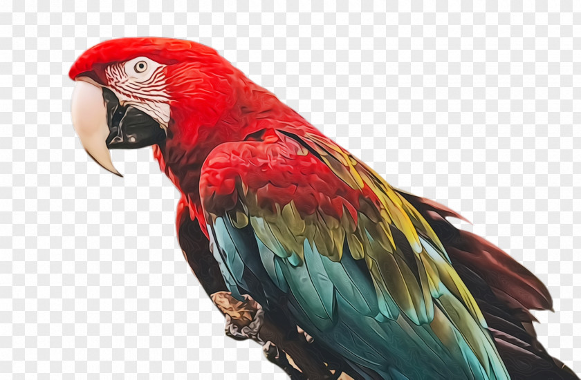 Wing Beak Colorful Background PNG
