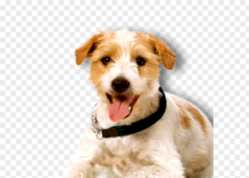 Car Wire Hair Fox Terrier Cargo Barrier Chevrolet Schnoodle PNG
