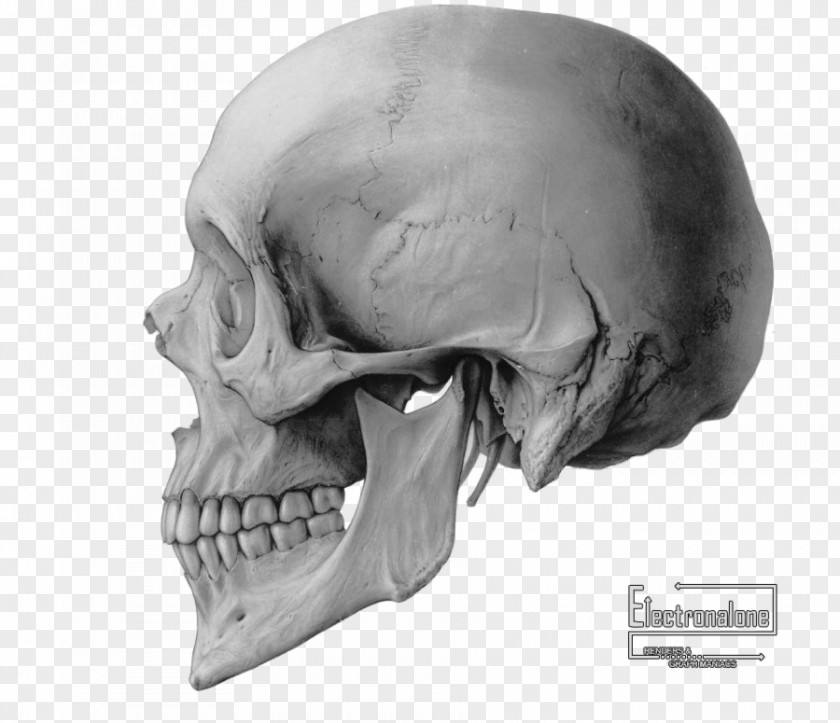 Crane Skull Drawing Bone Clip Art PNG