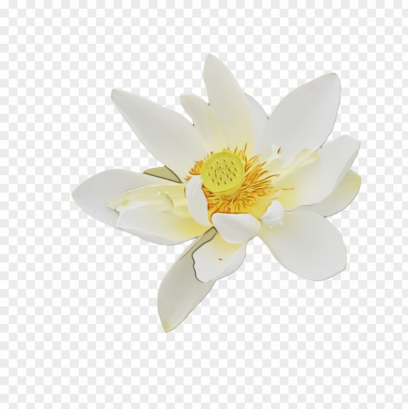 Flower Magnolia Family Petal Plants PNG