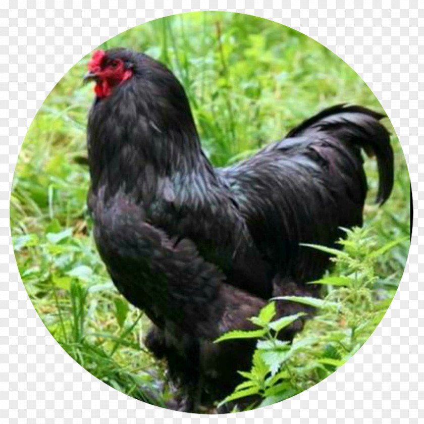 Rooster Brahma Chicken Cochin Orpington Araucana PNG