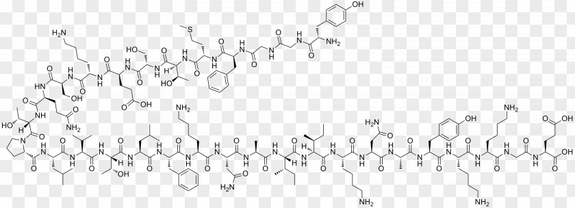 Endorphins Beta-Endorphin Neuropeptide Hormone Neurotransmitter PNG