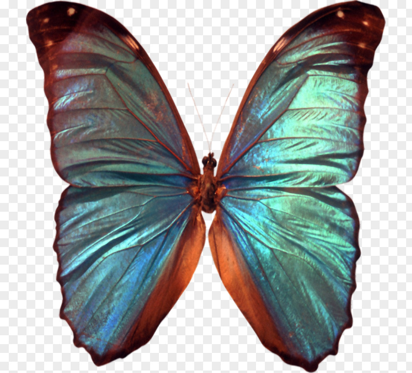 Butterfly Insect Reflection Arthropod Image PNG