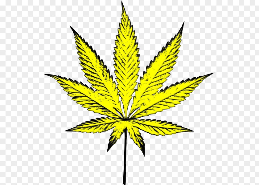 Cannabis Plant Stem Leaf Graphics Line PNG