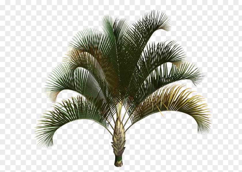 Coconut Asian Palmyra Palm Babassu Trees Date PNG