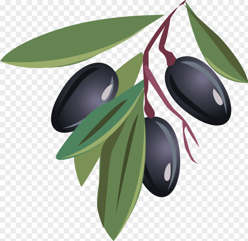 Olive Vector Oil Fruit PNG