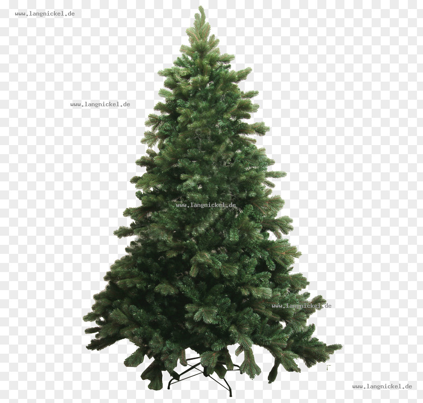 Tree Spruce Abies Bracteata Pine Douglas Fir PNG