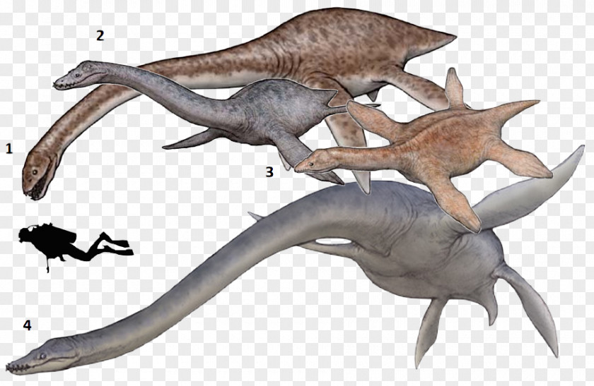 Dinosaur Thalassomedon Elasmosaurus Plesiosauria Hydrotherosaurus Plesiosaur Size PNG