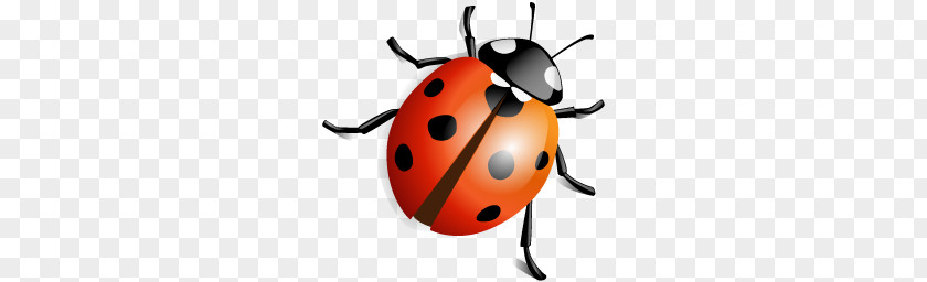 Ladybug PNG clipart PNG