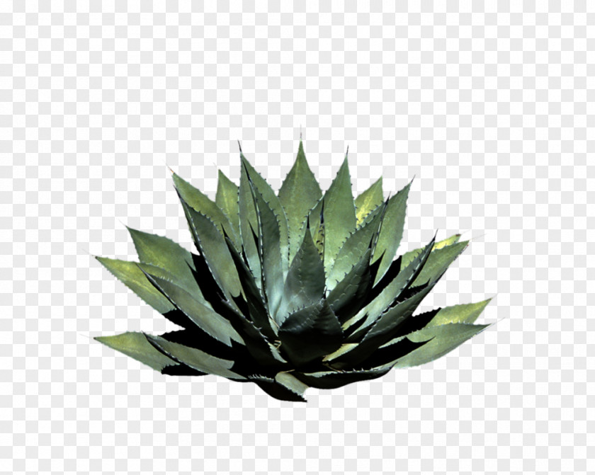 Plant Pixel Shrub PNG