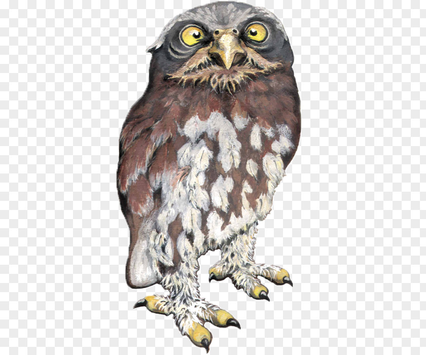 Pygmy Owl Hawk Eagle Fauna Beak PNG