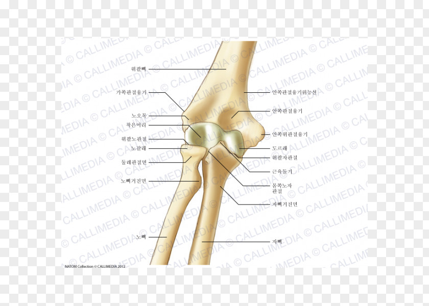 Radial Thumb Elbow Bone Humerus Anatomy PNG