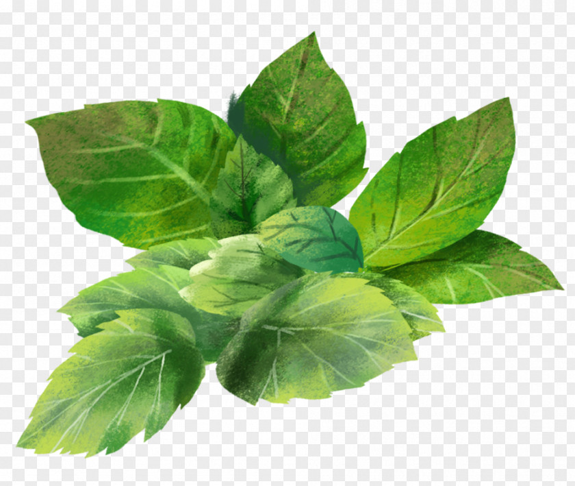 Food Vegetable Leaf Flower Plant Herb Basil PNG