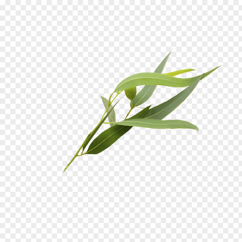 Eucalyptus Leaves Polyanthemos Leaf Essential Oil PNG