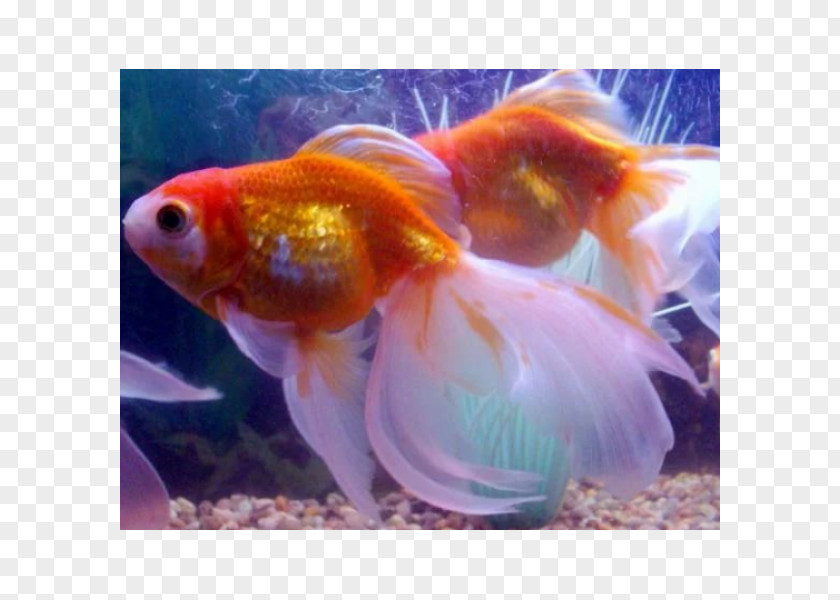 Fish Veiltail Common Goldfish Shubunkin Comet Pearlscale PNG