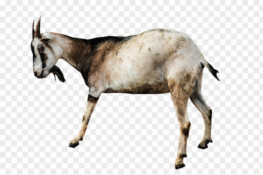 Goat Sheep Animal PNG