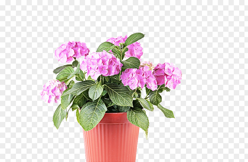 Hydrangea Cut Flowers Flower Flowering Plant Pink Flowerpot PNG