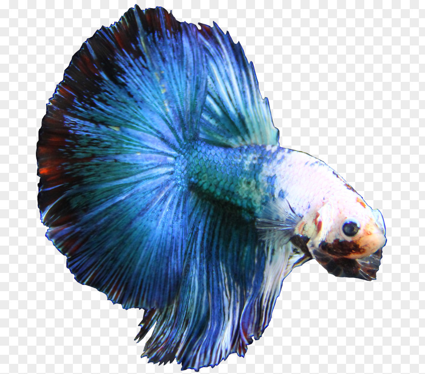 Betta Singapore Siamese Fighting Fish Breed Electric Blue PNG