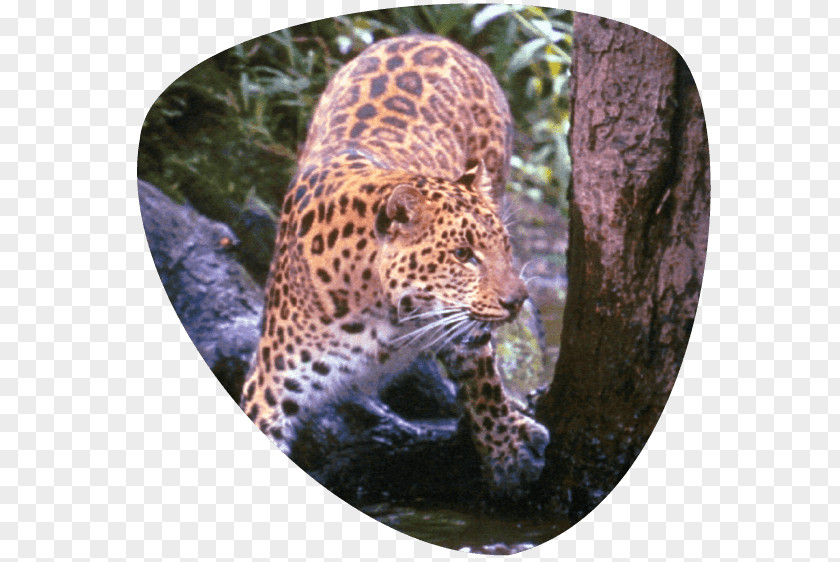 Cat Park Leopard Great Cats World Jaguar Cheetah Whiskers PNG