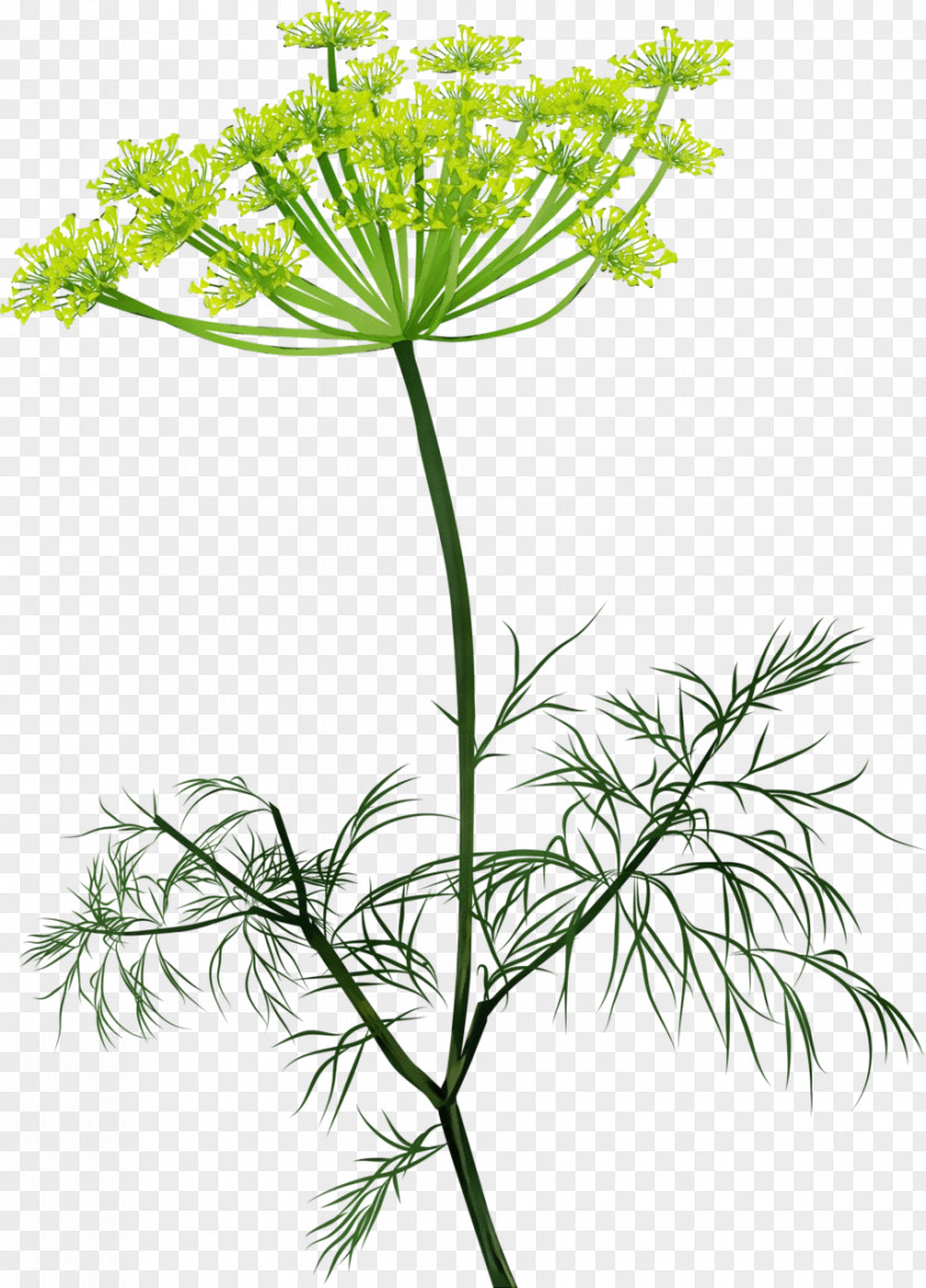 Cow Parsley Wild Carrot Flower Plant Stem Family Herb PNG