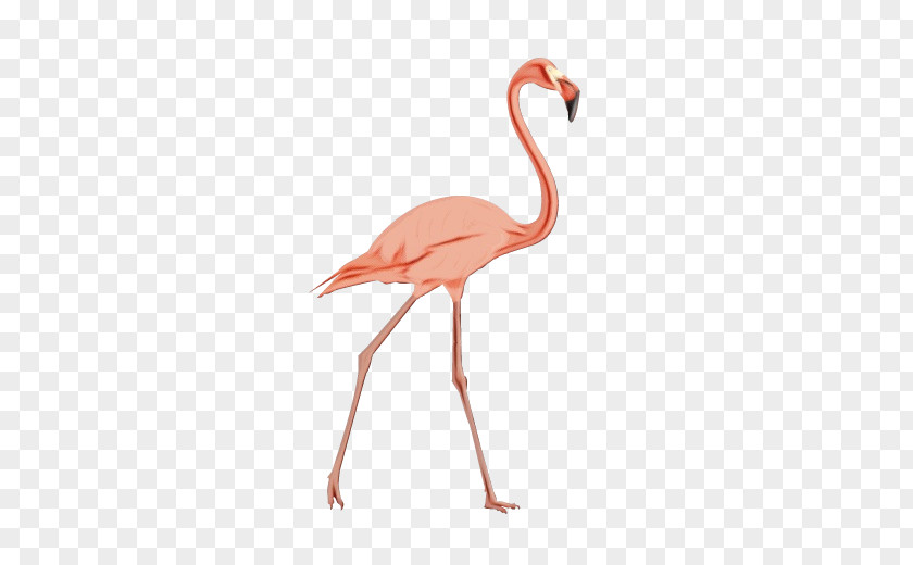 Cranelike Bird Neck Flamingo PNG