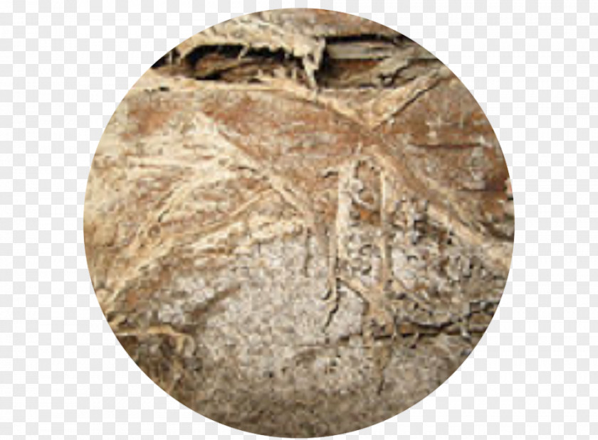 Decaying Serpula Lacrymans Dry Rot Treatment Damp Coniophora Puteana PNG