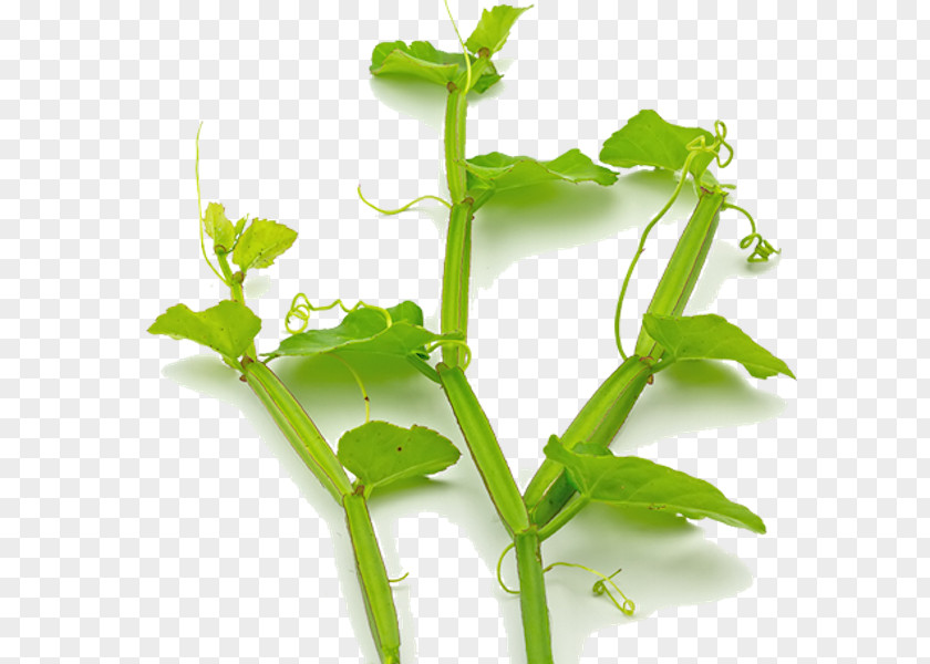 Leaf Veld Grape Herb Plant Cayratia Trifolia PNG