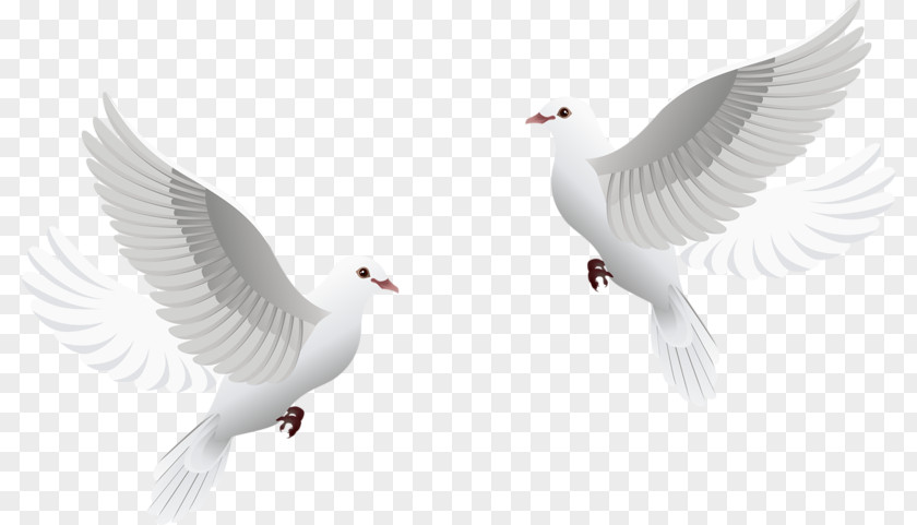 White Pigeon Wedding Invitation Columbidae Photography PNG