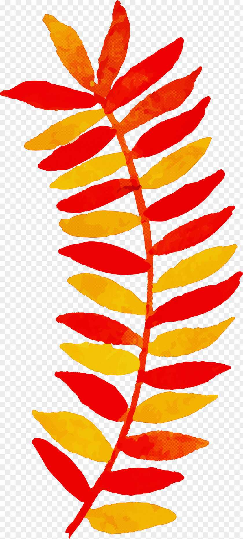 Autumn Leaf Colorful PNG