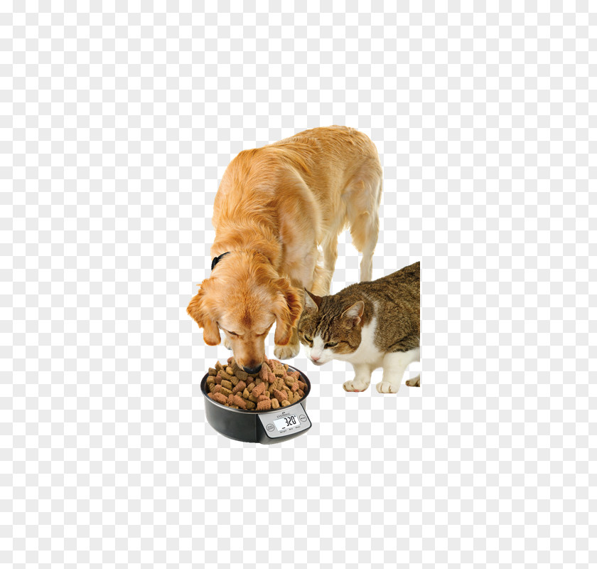Dog Puppy Cat Pet Bowl PNG