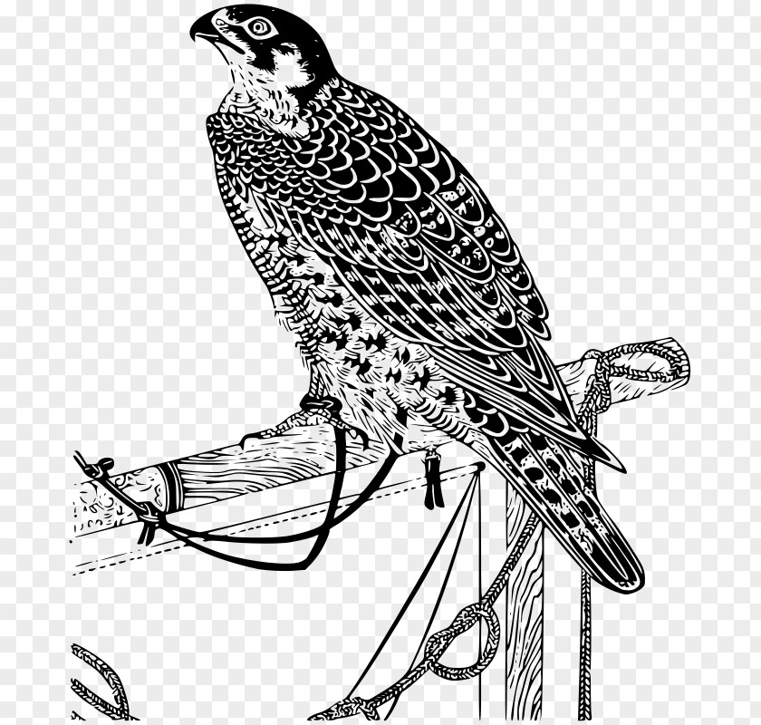 Falcon Clip Art PNG