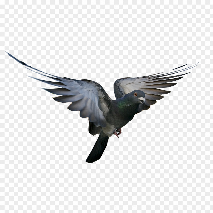 Pigeon Rock Dove Bird Columbidae Flight Feather PNG