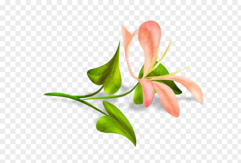 Roselle Cut Flowers Bud Plant Stem PNG