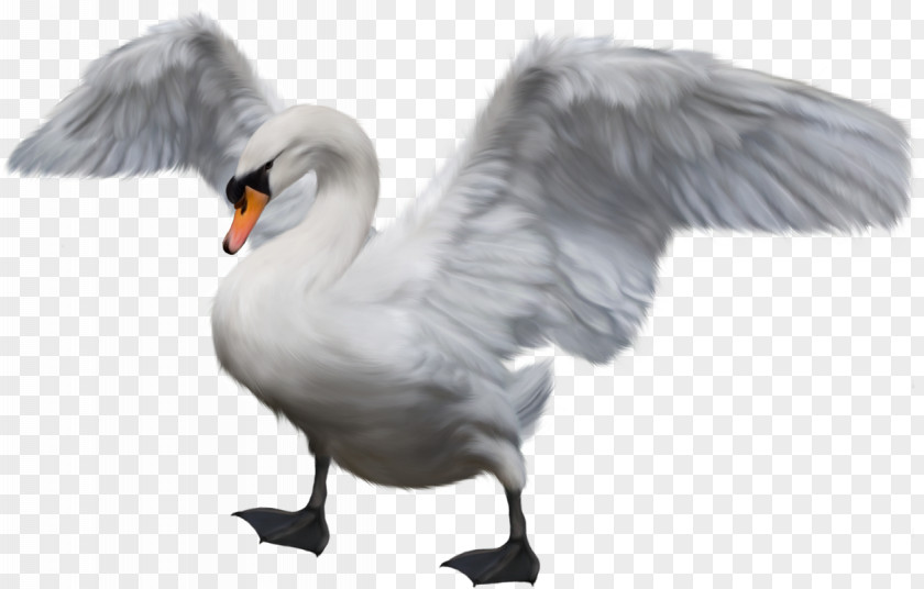 Swan Cygnini Bird Duck Goose PNG