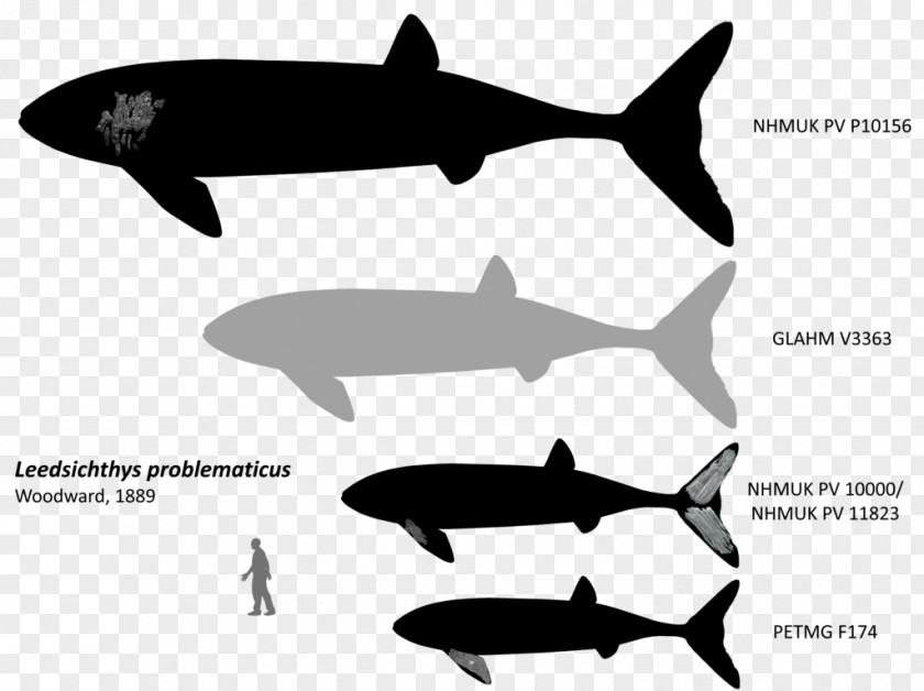 Whale Leedsichthys Bony Fishes Liopleurodon Pliosaurus PNG