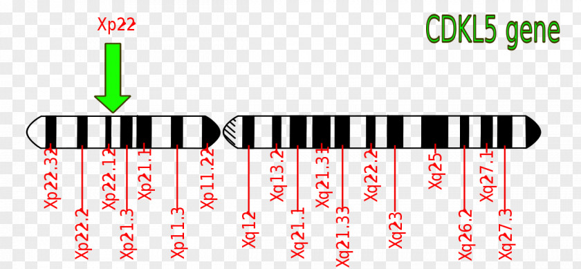 Adrenoleukodystrophy ABCD1 Disease X-linked Recessive Inheritance Mutation PNG