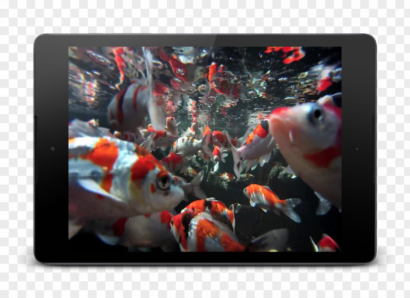 Aquarium Wallpaper Koi Desktop Google Play PNG