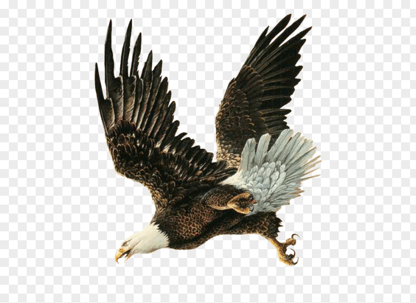 Bald Eagle Bird Hawk PNG