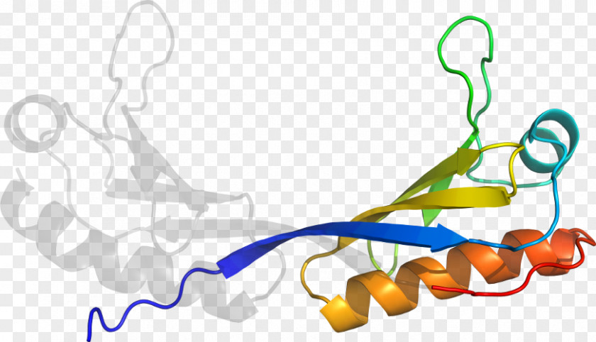 Clip Art Product Design Organism Line PNG